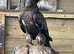 Female step eagle