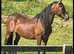 Old fashioned Section d mare