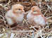 Chicks / chickens / hens