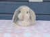 Gorgeous mini lop rabbits ready now