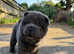 Smooth cream chow chow for sale! Price been reduced
