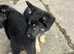 Pedigree German shepherd puppies