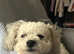 Molly Bichon Frise 2 Years Old Female