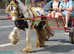 13.1hh Gypsy Cob Family, Dressage, Show, Drive