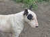 English bull Terriers, last chunky black and white male left