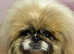 Parti colour Pekingese girl