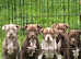 Standard American bully pups