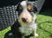 Pure border collie pups