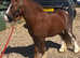 Flashy mini cob colt