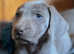 1 Beautiful Male Silver Weimaraner Puppy