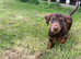 Miniature Dachshund Boy