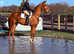 17h Irish sports gelding