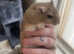 Male Gerbil for re home