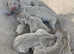 Weimaraner puppies, 6 boys & 2 girls