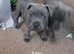 5 Staffordshire bull terrier puppies