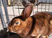 10 month old Castor Rex doe