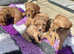 Cavapoo puppies health tested