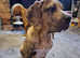 14 week old male neopolitan mastiff cross