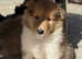 Last one - Male Sable & White Rough Collie Puppy
