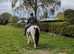 14hh coloured cob mare