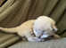 Kittens looking for forever home