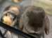 Bonded pair lops
