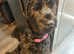 Black Russian terrier mix