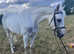 Missy 14.2hh 11 year old mare