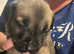 English mastiff x Belgian malinois