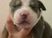 4 boys 3 girls pocket bully pups