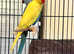 Beautiful young yellow Indian ringnick parrot