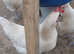 Le Bresse Gauloise Hatching Eggs x6