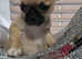 Pug chihuahua puppy