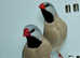Beautiful Hecks Grass Finches for sale
