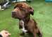 Cane Corso (Italian Mastiff)x Dogue de Bordeaux (French Mastiff)