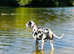 Beautiful Dalmatian Needs A New Home