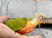 Hand Reared Baby Pineapple Yellow Sided Blue Conure