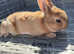 Gorgeous mini Rex