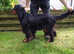 Gordon Setter litter of 9