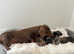 Miniature Smooth haired Dachshund puppies
