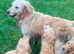 Five Star Licensed Hobby Breeder