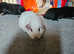 Guinea pig boys £25 each