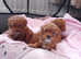KC Red Toy poodle puppies