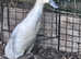 Female Indian runner duck
