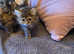 Beautiful Persian x kittens