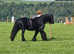 Stunning 6 year old mare 13.1 /13'2hh
