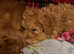 Ruby Toy Cavapoo Puppies Last Puppy