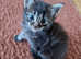 Stunning half Norwegian Forest kittens for sale