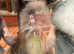 4 pedigree English angoras babies.