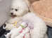 Bichon poodle, 5 months old boy.